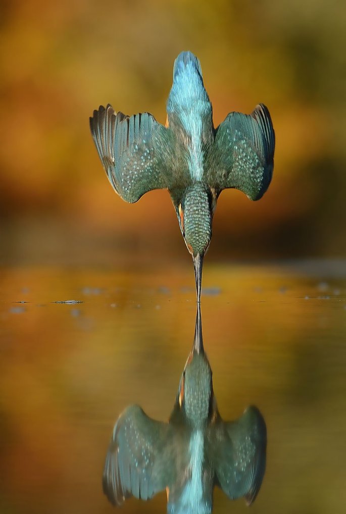 Alan_McFadyen_Kingfisher_martin_pescador